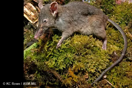 Side view of paratype, MZB 35001.  Also as Few-toothed Sulawesi Shrew Rat|Few-toothed Worm-eating Rat.