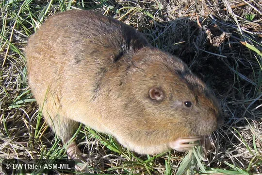 quartering view of adult.  Also as Vancouver Pocket Gopher.