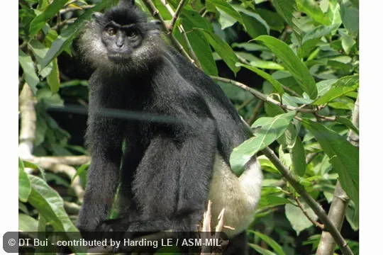 Frontal view of adult.  Also as White-rumped Black Leaf Monkey.