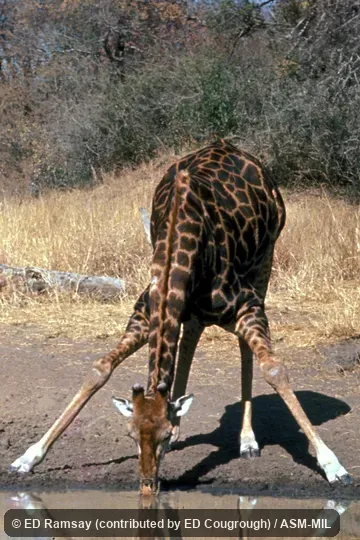 Front view, drinking.  Giraffa giraffa giraffa.  Formerly as Giraffa camelopardalis giraffa or Giraffa giraffa, Cape Giraffe, South African Giraffe.
