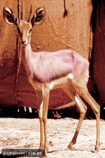 Adult male Adult male