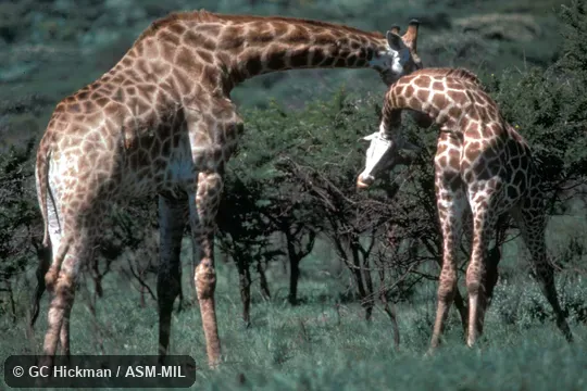 Necking behavior.  Giraffa giraffa giraffa.  Formerly as Giraffa camelopardalis giraffa or Giraffa giraffa, Cape Giraffe, South African Giraffe.
