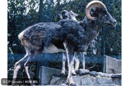 Ovis ammon karelini.  Also as Ovis karelini, Tianshan Argali.