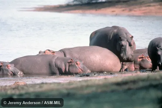 Group resting in shallow water