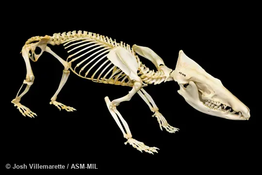 Lateral view of mounted skeleton.  Also as Common Tenrec.