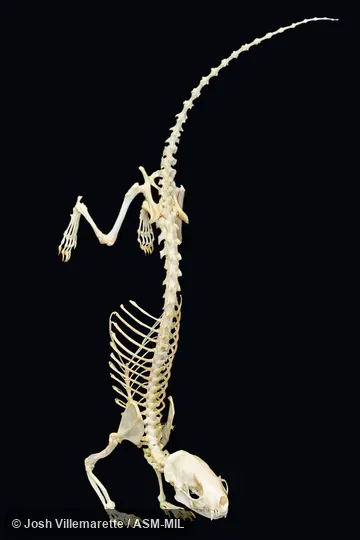Diagonal anterior view of mounted skeleton on front feet with tail raised.  Formerly Eastern Spotted Skunk.