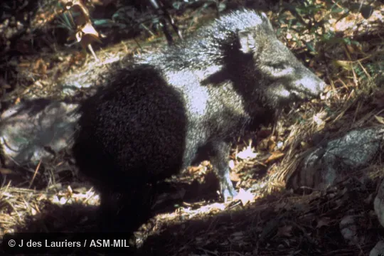 Side view of alarmed animal.  Formerly as Pecari tajacu or Pecari angulatus, Javelina.