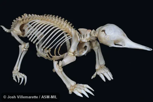 Lateral view of mounted skeleton.  Also as Australian Echidna, Short-nosed Echidna, Spiny Anteater, Bristly Echidna.