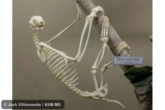 Lateral view of mounted skeleton hanging from diagonal branch.  Also as Brown-throated Sloth.