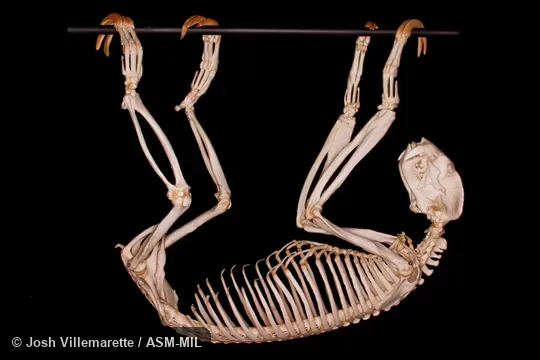 Lateral view of mounted skeleton hanging from horizontal branch.  Formerly in Megalonychidae.  Also as Linné's Two-toed Sloth|Southern Two-toed Sloth.