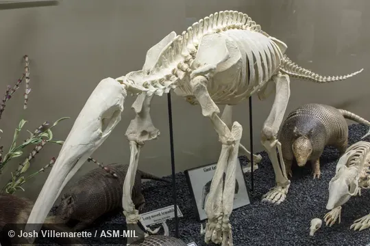 Diagonal anterior view of mounted skeleton.  Also as Ant Bear, Great Anteater.