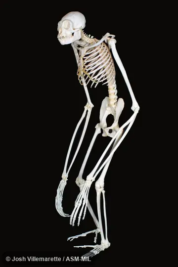 Diagonal anterior view of mounted skeleton standing on hind feet.  Also as Common Gibbon, White-handed Gibbon.
