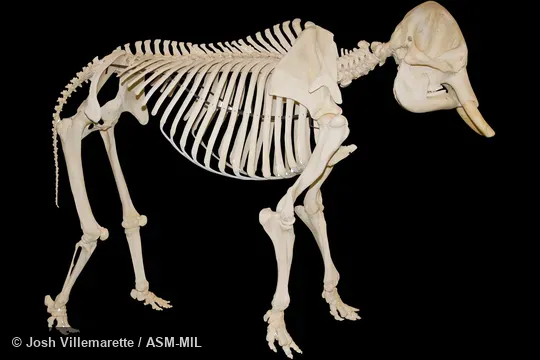 Lateral view of mounted skeleton
