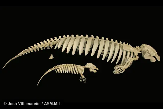 Lateral view of mounted skeletons of adult and calf.  Also as American Manatee, Antillean Manatee, Caribbean Manatee, Florida Manatee, North American Manatee.