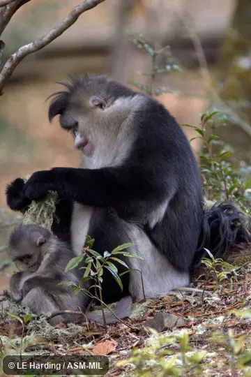Adult female with infant, foraging on lichens.  Formerly in Pygathrix.  Also as Black Snub-nosed Monkey.