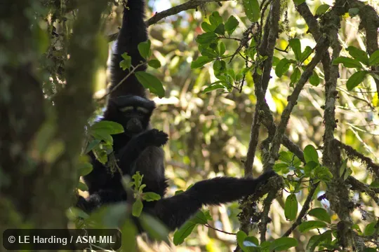 Adult in tree.  Formerly as Bunopithecus hoolock.