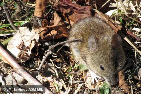 Front view showing foot and tail.  Also as Yunnan Hadromys.