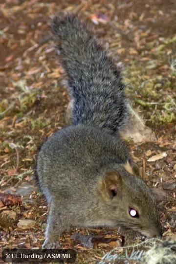 Front view of animal on ground