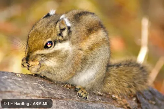 Close up of anterior end of adult feeding on branch Close up of anterior end of adult feeding on branch