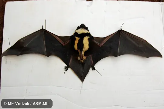 Ventral view of pinned specimen. Formerly Niumbaha superba. Also as Badger Bat|Pied Bat|Superb Butterfly Bat. Ventral view of pinned specimen. Formerly Niumbaha superba. Also as Badger Bat|Pied Bat|Superb Butterfly Bat.