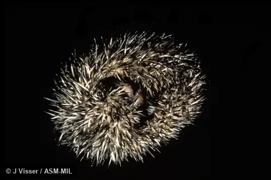 Captive in rolled-up defensive posture.  Formerly Erinaceomorpha.  Also as Cape Hedgehog|South African Hedgehog.