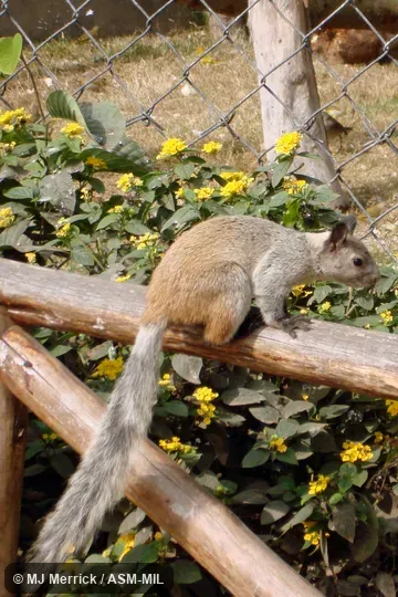 Lateral view, tail visible.  Introduced population.  Image in Mammalian Species 894.  Also as Simosciurus nebouxii.  Formerly as Sciurus stramineus or Simosciurus stramineus, Guayaquil Squirrel.