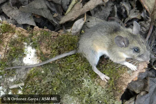 Peromyscus beatae sacarensis.  Dorso-lateral view of adult.