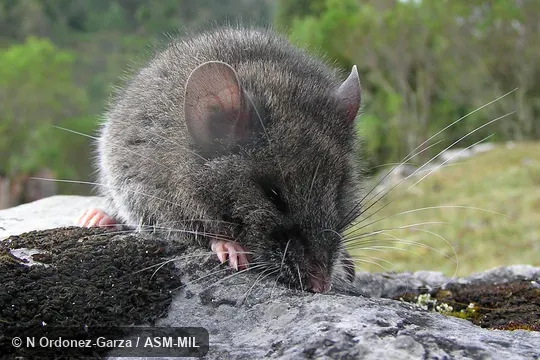 Anterior view of adult.  Also as Maya Mouse.