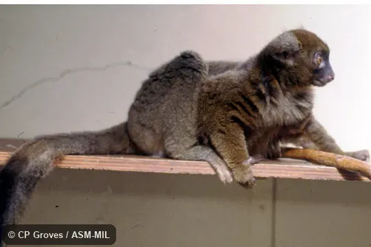 Side view of adult.  Also as Broad-nosed Bamboo Lemur|Broad-nosed Gentle Lemur.