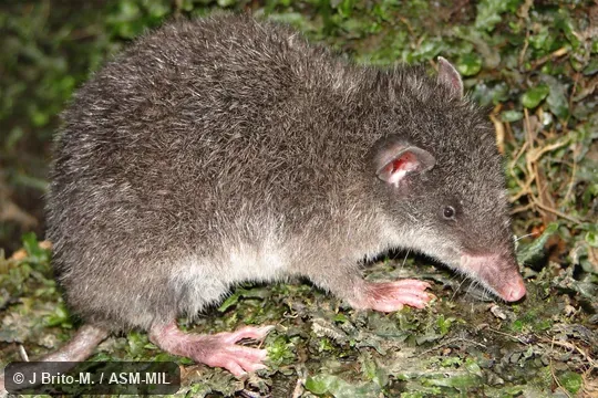 Lateral view.  Image on cover of Journal of Mammalogy, 94(5)