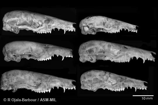 Lateral views of skulls of recognized species of Caenolestes.  B is considered conspecific with F.