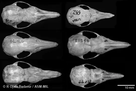 Dorsal views of skulls of recognized species of Caenolestes.  B is considered conspecific with F.