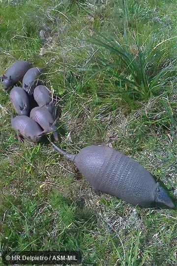 Adult (presumably female) and six juveniles (presumably her offspring).  Also as Seven-banded Armadillo, Yellow Armadillo, Southern Long-nosed Armadillo, Brazilian Lesser Long-nosed Armadillo.