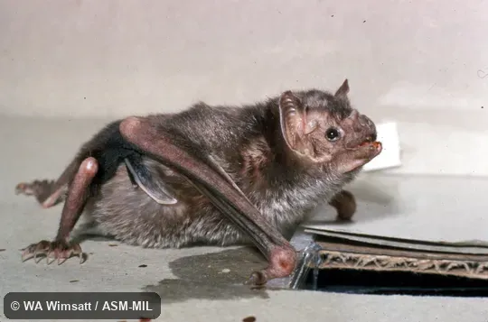 View on flat surface, using "wrists" for support