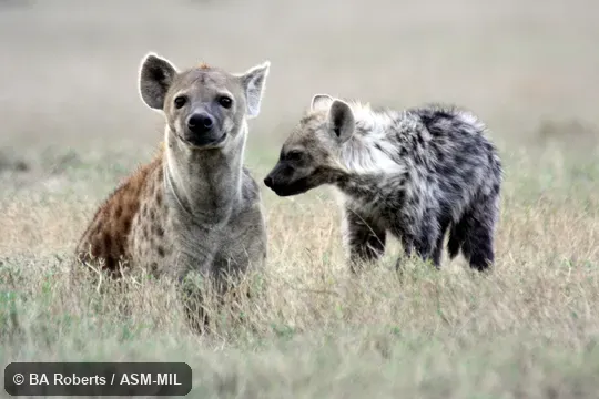 Adult and juvenile