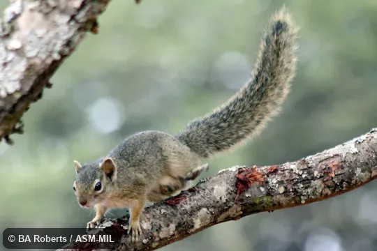 Adult male on branch Adult male on branch