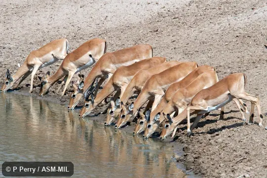 Also as Common Impala.