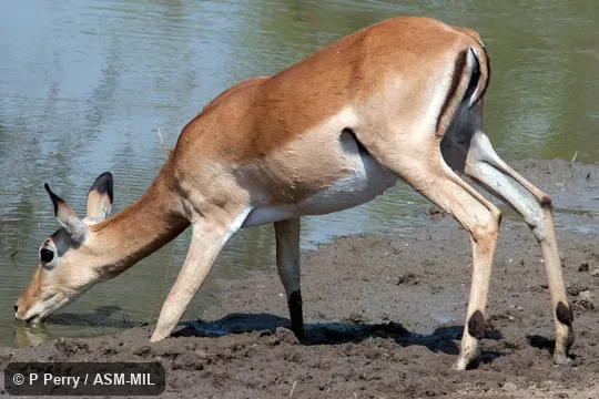 Also as Common Impala.