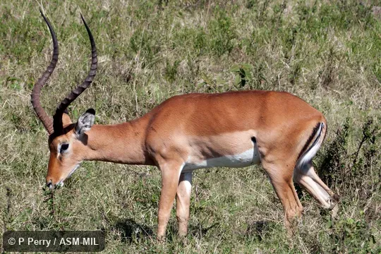 Also as Common Impala.
