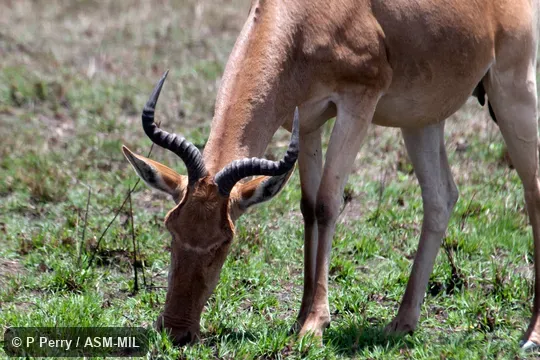 Alcelaphus buselaphus cokii.  Also as Alcelaphus cokii, Kongoni.