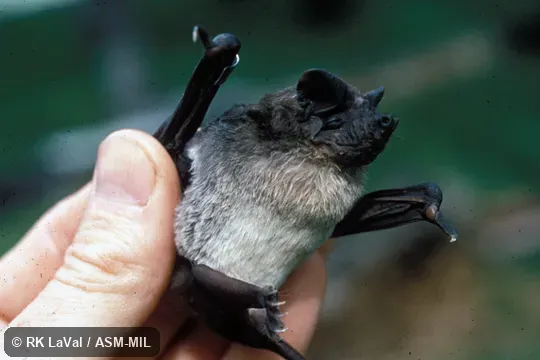 Hand-held animal. Also as Angolan Mops Bat|Knob-tailed Mops Bat|Knob-tailed Nyctinome. Hand-held animal. Also as Angolan Mops Bat|Knob-tailed Mops Bat|Knob-tailed Nyctinome.