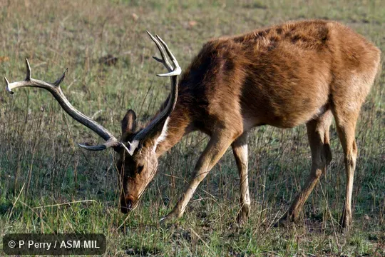 Rucervus duvaucelii branderi, Hard-ground Barasingha|Southern Barasingha|Southern Swamp Deer.
