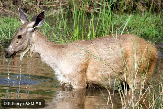 Also as Cervus unicolor, Indian Sambar.
