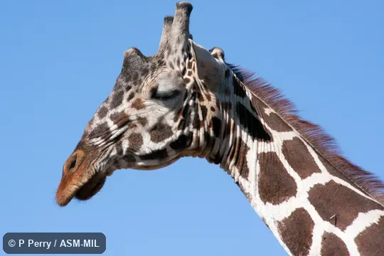 Also as Giraffa camelopardalis reticulata.  Also as Somali Giraffe