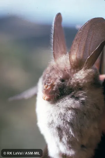 Close-up view of head and ventral surface.  Also as Cape Long-eared Bat|Cape Slit-faced Bat|Common Slit-faced Bat|Geoffroy's Nycteris.