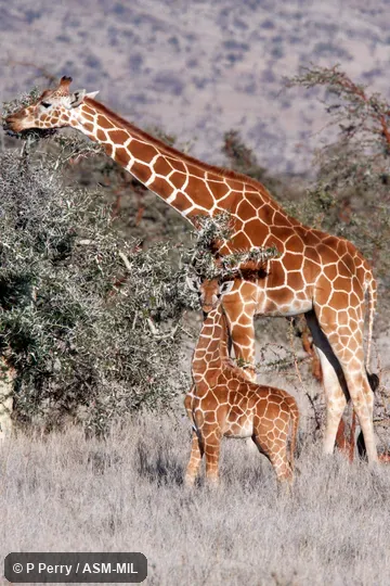 Also as Giraffa camelopardalis reticulata.  Also as Somali Giraffe