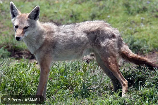 Canis lupaster bea. Formerly Canis aureus bea, Golden Jackal. Also as Canis anthus. Also as African Golden Wolf|African Wolf|Egyptian Wolf. Canis lupaster bea. Formerly Canis aureus bea, Golden Jackal. Also as Canis anthus. Also as African Golden Wolf|African Wolf|Egyptian Wolf.
