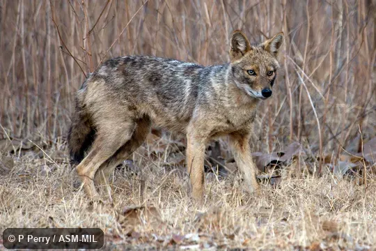 Canis aureus indicus.  Also as Asiatic Jackal, Common Jackal.