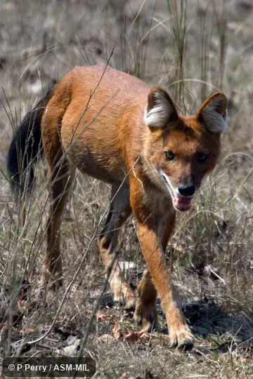 Also as Asiatic or Indian Wild Dog.