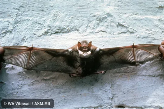 Ventral view shows lattice in extended wings.  Also as Lattice-winged Bat.